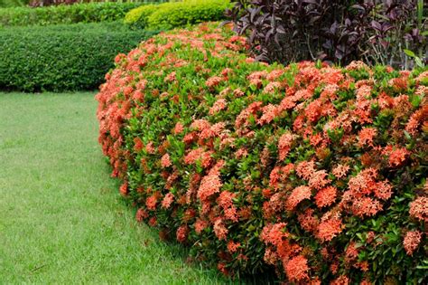 ixona|How to Grow and Care for Ixora